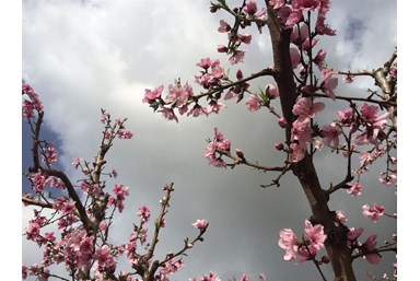 בקתות תמוז - החצר והסביבה