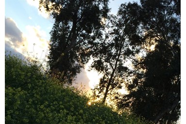 בקתות תמוז - החצר והסביבה