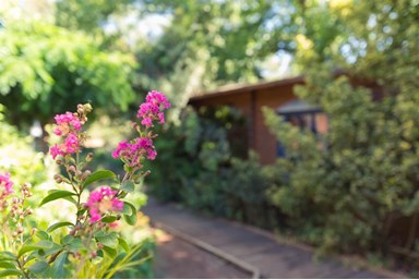 לבנדרין - החצר והסביבה 