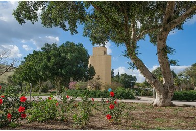 חדרי אירוח קיבוץ גשר - החצר והסביבה 