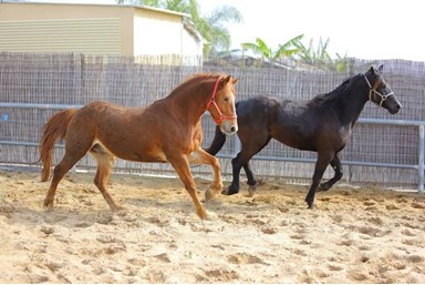 נווה בר - הבקתות