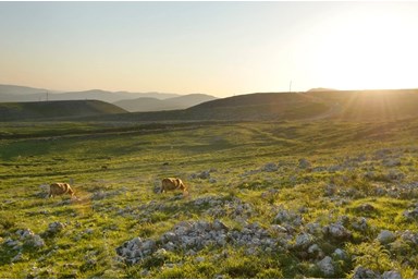 קאמי - סוויטות בוטיק - החצר והבריכה