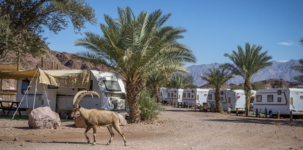 פארק תמנע לינה קרוואנים (6).jpg