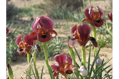 שלווה דרומית ירוחם - הסביבה