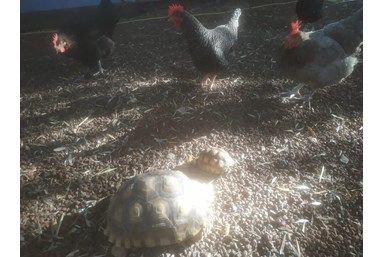 אורחן המצוק - החצר