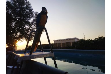 אורחן המצוק - החצר