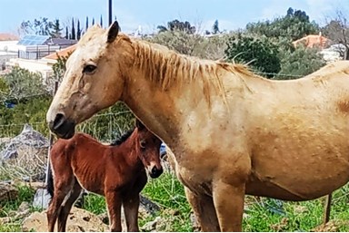 אורחן המצוק - החצר