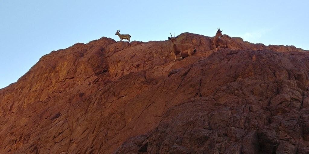 גראפה בערבה _IMG-20181222-WA0035.jpg