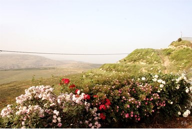 פנינה בכרם - הבריכה והחצר