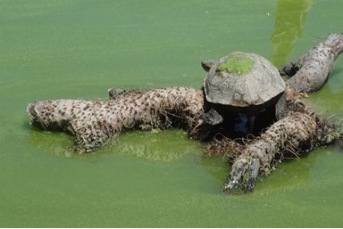 שלווה על ההר - אגם חי
