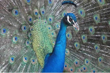 שלווה על ההר - אגם חי