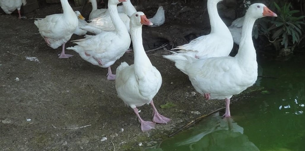 שלווה על ההר שלווה על ההר - אגם החי (1).jpg