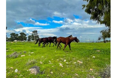 על צוקי הגלבוע - הבריכה והחצר
