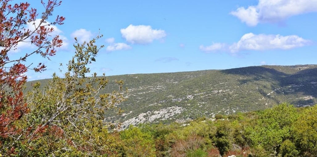 הבית הירוק הדרך שיורדת לשדה הבצל.JPG