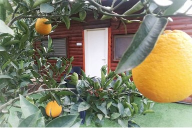 בצל הפקאן קשת - החצר והסביבה