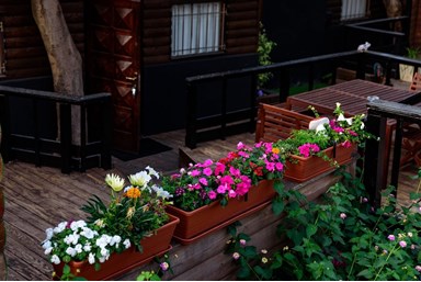 כנרת לודג'ינג - Kinneret Lodging - החצר הכפרית