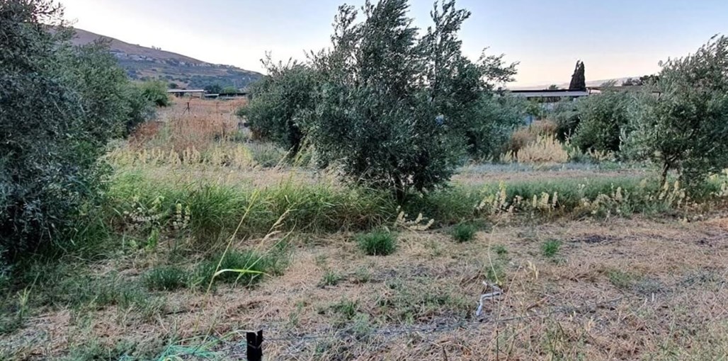 אורן מול הרים הנוף (1).JPG