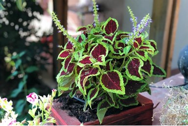 הרמוניה - החצר והבריכה