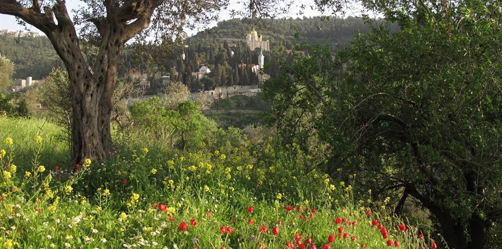 ח'אן עין כרם מלון בוטיק חאן עין כארם פרחים.jpg
