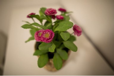 וילה דנה - הוילה