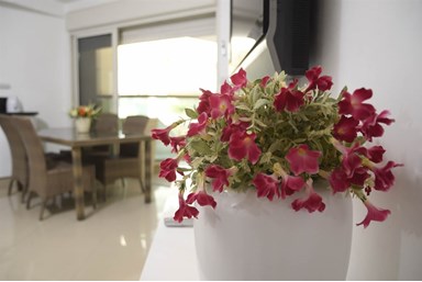 סיטי - דירות נופש - סוויטת פלמורה