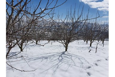 צימר אפרודיטה