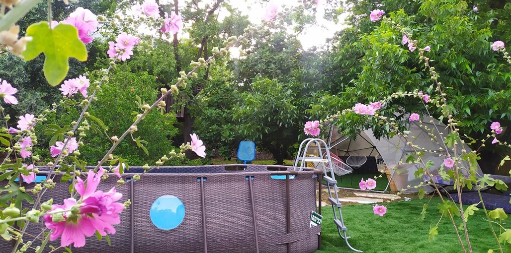 אדמאיה בריכה- אדמאיה.jpg