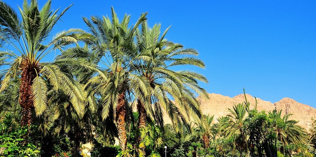 בר סוויט עין גדי בר סוויט עין גדי - בסביבה (8).JPG