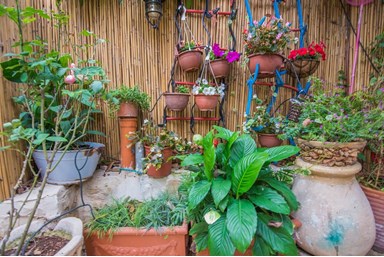 פארמר סוויט