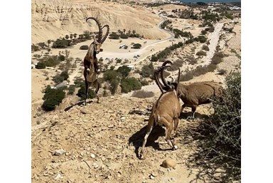 סוויטה נוף לים עין גדי - המרפסת והנוף