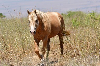 בין אומנות לטבע - צימרים זוגיים