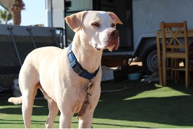 HomBy - חווית נופש באילת