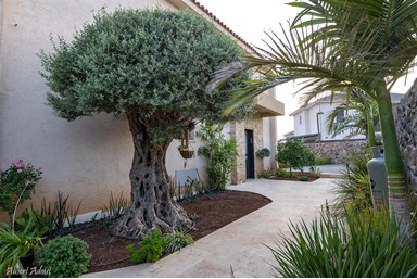 סוויטות התבור