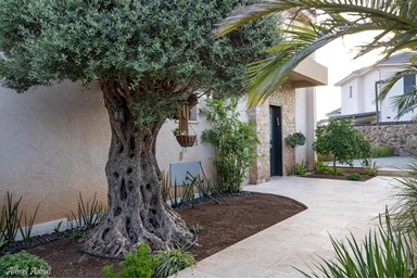 סוויטות התבור - החצר והבריכה 