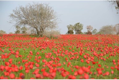 אירוח קיבוץ דורות - גני דורות