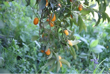 שוויץ באמירים - צימרים וספא - הג'קוזי והנוף