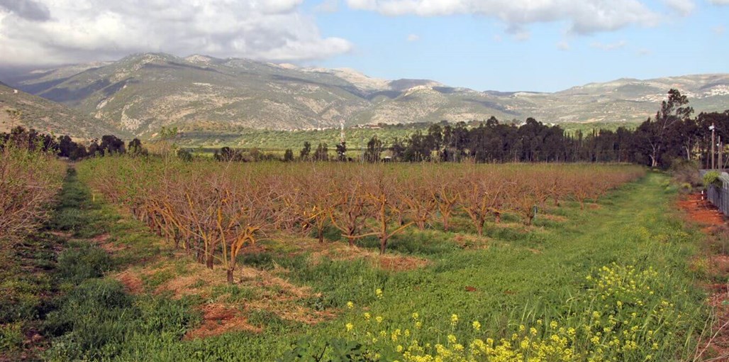 אורחן סוזי הנוף והסביבה (2).JPG