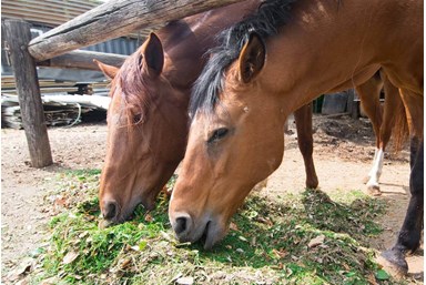 אורחן סוזי - הצימר הזוגי