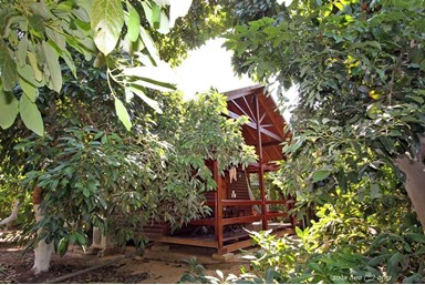 בקתה במטע - המטע, החצר והנוף 