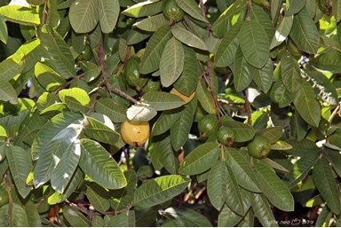 בקתה במטע - המטע, החצר והנוף 