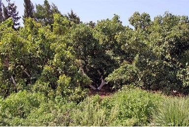 בקתה במטע - המטע, החצר והנוף 
