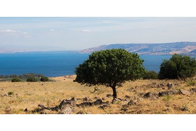 חוות נופש ורד הגליל - אטרקציות