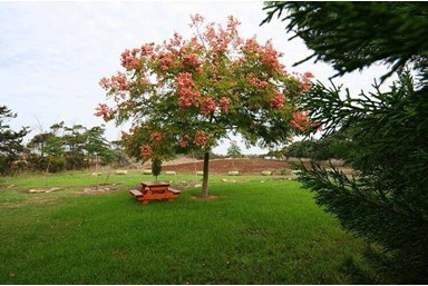 הבקתות של יוסי - החצר