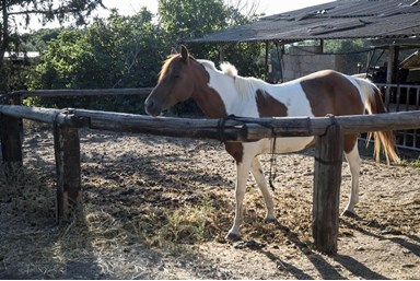אחוזת שפרה – נוף לים התיכון - החצר והנוף